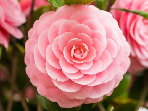double-flowered camellia