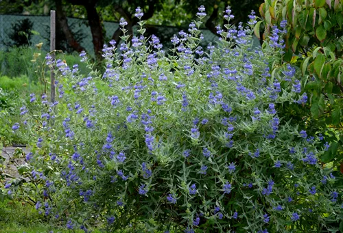 It is a lower woody shrub that offers late summer flowering of deep blue-violet color. The Heavenly Blue variety bears almost silver leaves from below. The flowers are small, as if hairy laths of blue