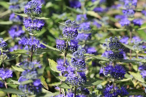Beautiful blooming bluebeard in sunny August, Germany