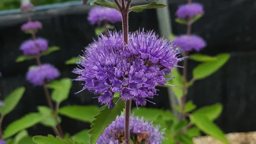 Close up of a Violet colour 'Caryopteris incana' flower against a bright nature background.