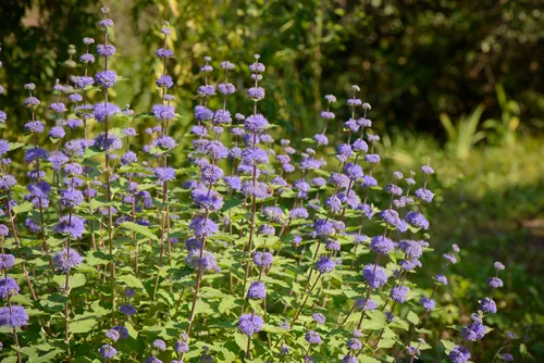closeup of purple Caryopteris incana flowers in a field