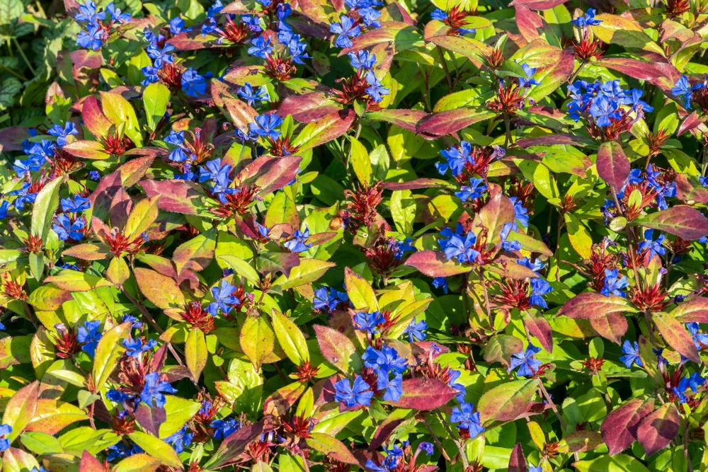 Ceratostigma plumbaginoides a summer autumn flower plant commonly known as blue flowered leadwort, stock photo image