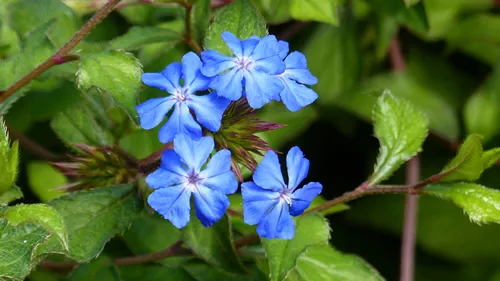 Ceratostigma willmottianum Plumbaginaceae family. Found in Western China and Tibet