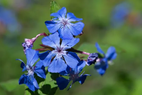 Close up of Chinese plumbago (ceratostigma willmottianum) flowers in bloom