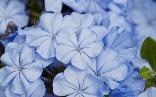 Summer flowers series, beautiful wild blue flowers in group, Ceratostigma plumbaginoides.