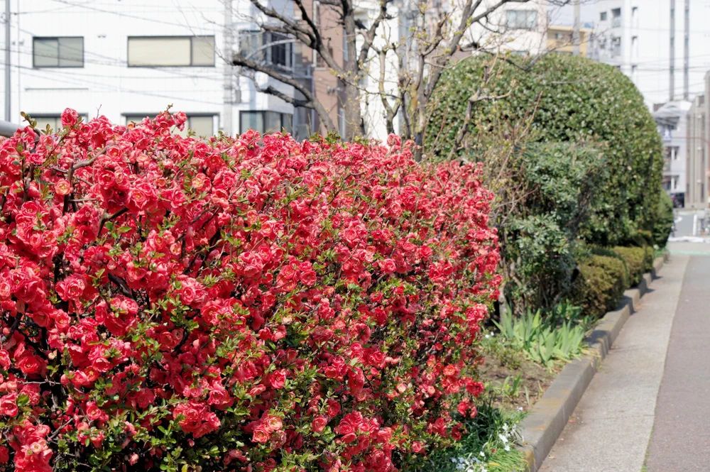 Chaenomeles speciosa flowers
