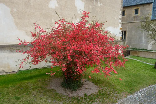Blossom of Japanese quince or Chaenomeles japonica in spring