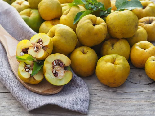 Chaenomeles Speciosa Pink Storm