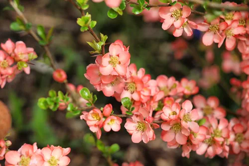 Orange Japanese Quince 'Chaenomeles x superba' Salmon Horizon in flower