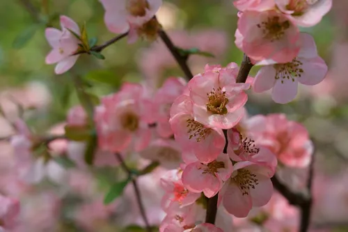 Pretty blossoms of Flowering quince (Chaenomeles speciosa) in Spring
