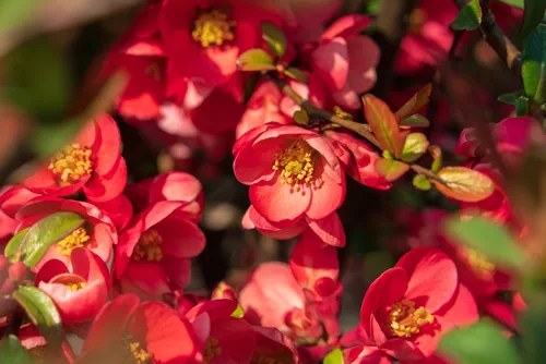 Chaenomeles, close-up of Japanese quince flowers, pink buds of flowering plants in the Rosaceae family. Chaenomeles speciosa, shrub, tree, grows in temperate latitudes. Antioxidant, source of pectin