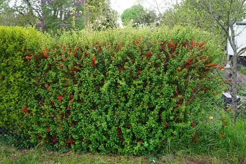 Chaenomeles sp. blooms red flowers in May. Chaenomeles is a genus of four species of deciduous spiny shrubs, in the family Rosaceae. Berlin, Germany