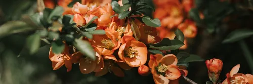 japanese quince (chaenomeles) flowers. bright red pink flowers in full bloom on quince tree in garden. fruit food plant. horticulture and homesteading. dark authenticity landscape. banner