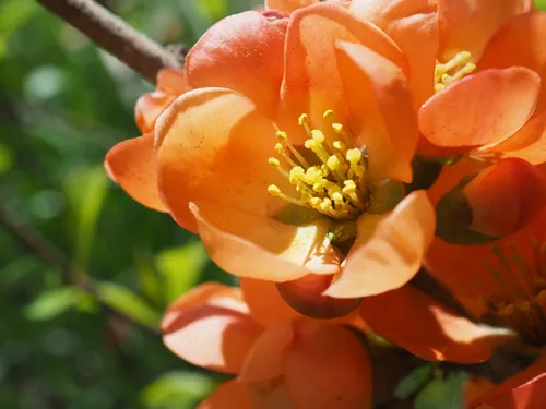 blooming Chaenomeles japonica in the spring garden