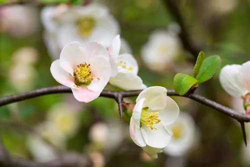 Close up many delicate white blossoms of white Chaenomeles japonica shrub, commonly known as Japanese or Maule's quince in a sunny spring garden, beautiful Japanese blossoms floral background, sakura