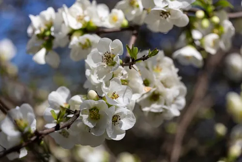 Close up many delicate white blossoms of white Chaenomeles japonica shrub, commonly known as Japanese or Maule's quince in a sunny spring garden, beautiful Japanese blossoms floral background, sakura