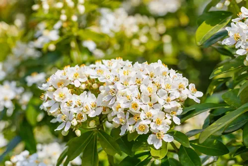 Choisya Ternata Sundance