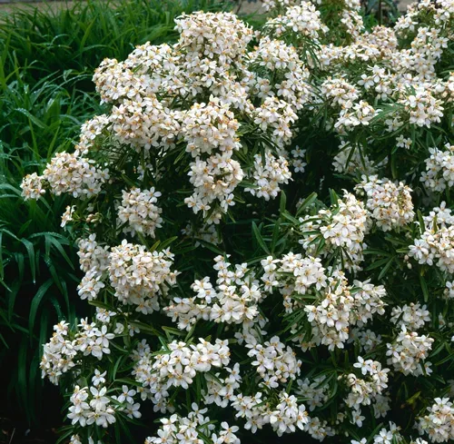 fragrant flowers of mexican orange blossom