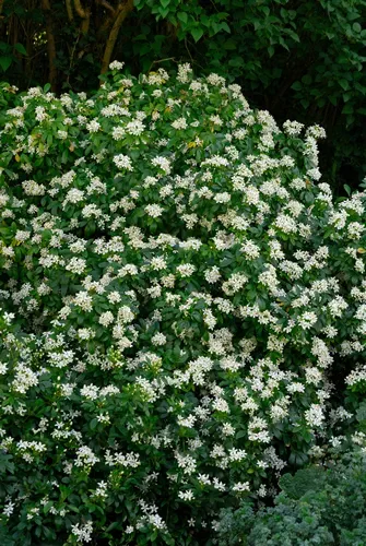 fragrant flowers of mexican orange blossom