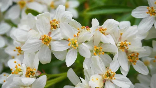Choisya shrub with delicate small white flowers on green foliage background. Mexican Mock Orange evergreen shrub.