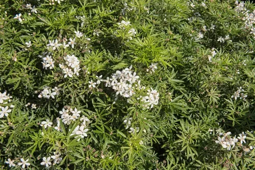 Summer Flowering Mexican Orange 'White Dazzler' (Choisya x dewitteana 'Londaz') in a Country Cottage Garden in Rural Devon, England, UK