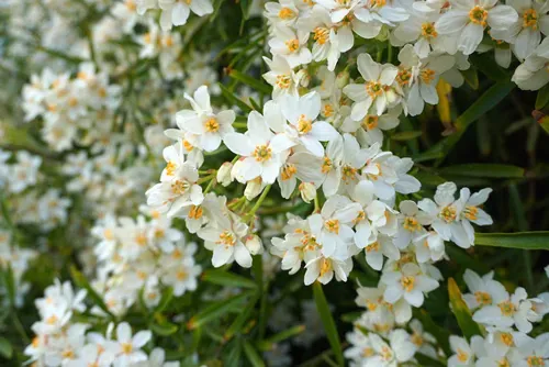 Choisya shrub with delicate small white flowers on green foliage background. Mexican Mock Orange evergreen shrub.