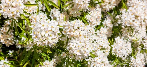 Choisya ternata - Oranger du Mexique - Aztec Pearl. Full frame Texture Background of mexican orange blossom flowers. White aromatic flowering plant from Mexico, Popular tropical cultivated shrub