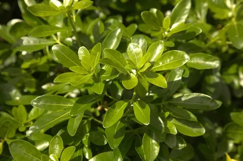 Mexican Orange Blossom