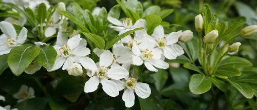 Choisya shrub with delicate small white flowers on green foliage background. Mexican Mock Orange evergreen shrub.