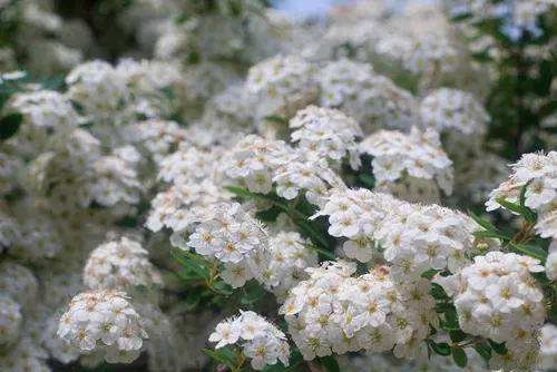 Background with a large group of wild jasmine.