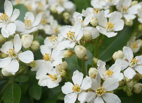 Choisya shrub with delicate small white flowers on green foliage background. Mexican Mock Orange evergreen shrub.