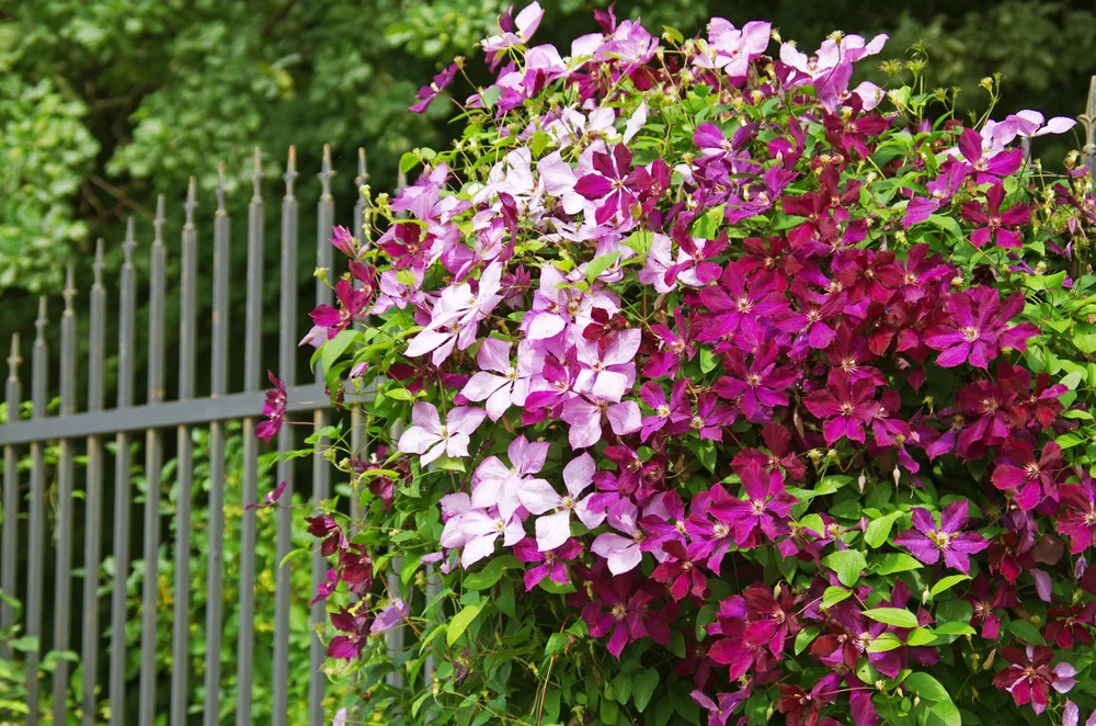The clematis on the iron fence