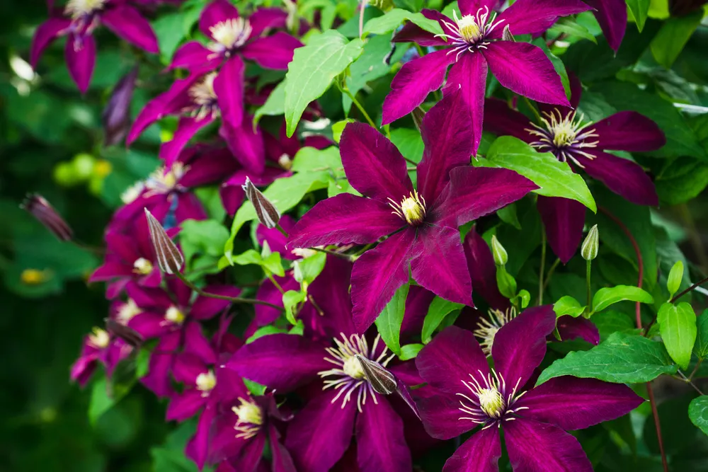 Blooming clematis Niobe in the garden. Shallow depth of field.