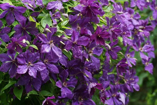 Beautiful summer flowers in a vertical garden gardening. Flowers Clematis varieties Polish Spirit