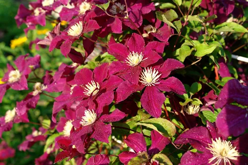 A close up of velvety crimson-purple clematis flowers of the 'Rouge Cardinal' variety (or 'Red Cardinal', late large-flowered group) in dew in the garden on a sunny morning