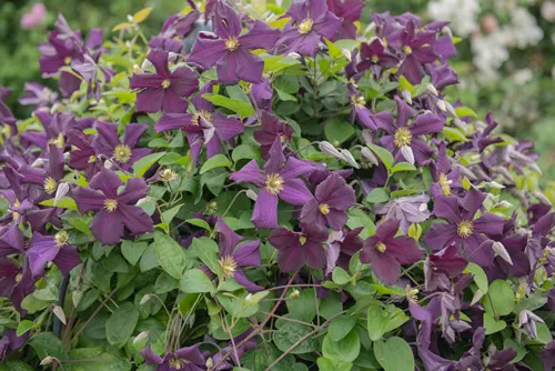 Flowering Purple and Pink Clematis (Clematis hybrida)