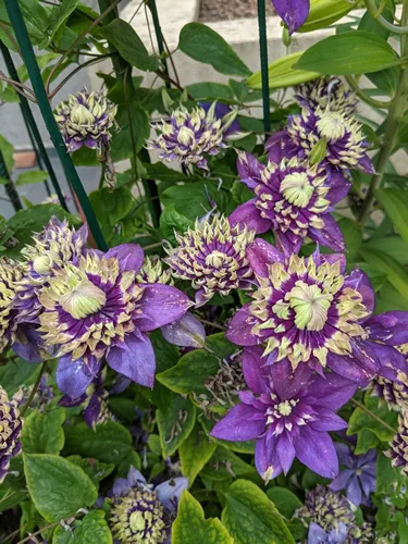 Clematis Taiga has double buds, violet-blue with green-yellow tips of the petals.