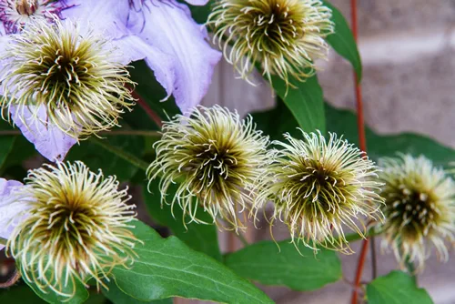 Clematis seed head. Texture. Climbing vine. Garden. Natural beauty. Purple flowers. Petals. Green leaves. Close up.