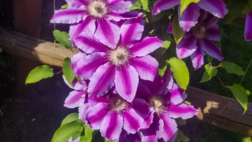 Flowers of perennial clematis vines in the garden. Beautiful clematis flowers near the house.