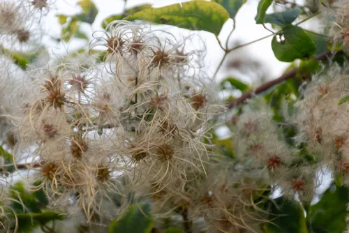 clematis blanchiata, A natural bundle of small leaved clematis found growing wild ,Clematis microphylla