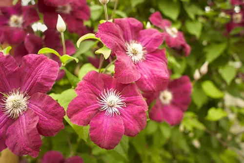 Purple flowers of Clematis viticella in the garden. Summer and spring time.