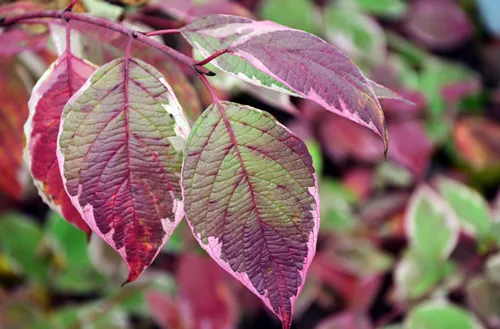 Colorful leaves of cornus alba autumn closeup