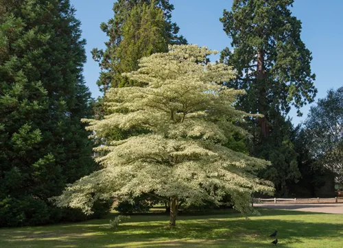 Autumnal Variegated Leaves of a Cornus controversa 'Variegata' (Wedding Cake or Table Dogwood Tree) in a Park in Rural Sussex, England, UK