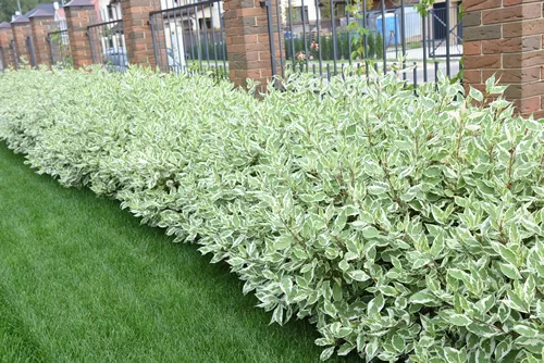 Hedge of young dogwood bushes with bicolor leaves and red branches along the metal fence with brick pillars.