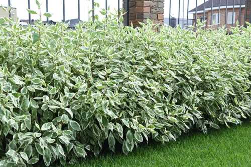Hedge of young dogwood bushes with bicolor leaves and red branches along the metal fence with brick pillars.