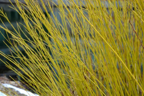 Dogwood is a very popular deciduous shrub, which grows to a height of 3 m. This shrub is prized for its yellow green, red, branches, which will enliven any garden in the winter