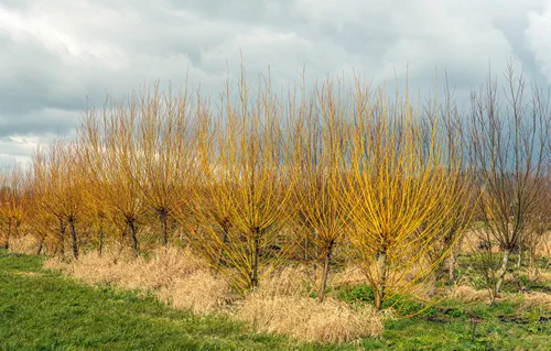 Cornus Stolonifera Flaviramea shrubs with yellow colored branches in a row in a Dutch tree nursery. It is a cloudy day at the beginning of spring and the branches of the shrubs are still leafless.