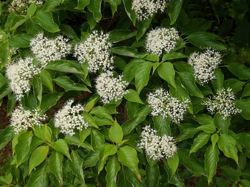 blooming bush Cornus sericea at spring
