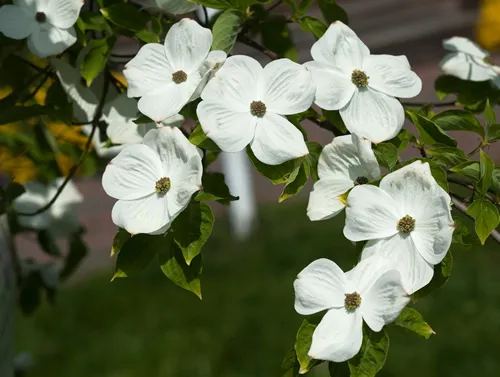 Mountain dogwood (Cornus nuttallii) flowers, Mecklenburg-Western Pomerania, Germany