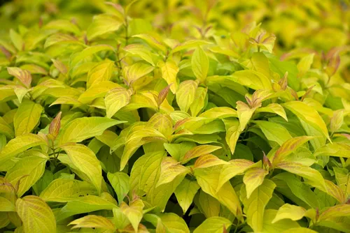 Closeup of leaves of Cornus sericea Kelsey's Gold shrub in a garden in Autumn